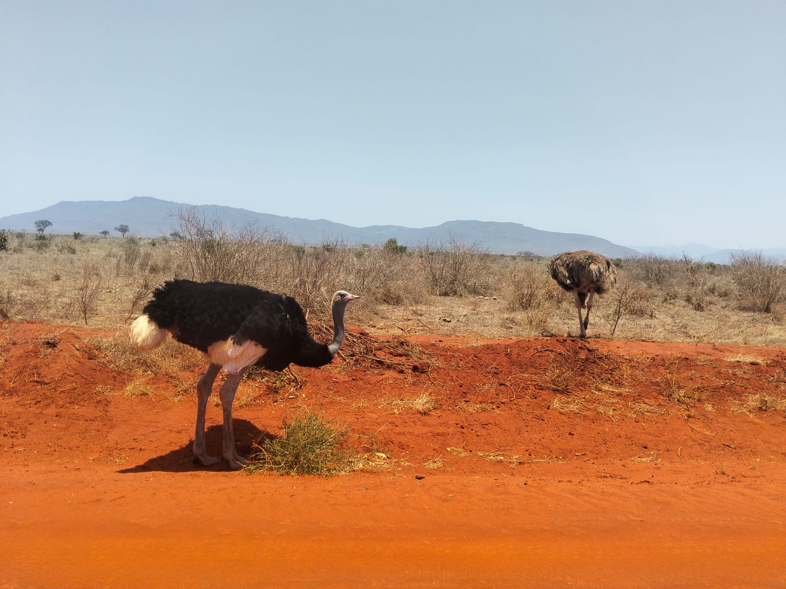 4 Giorni Taita Hills, Amboseli e Tsavo Est